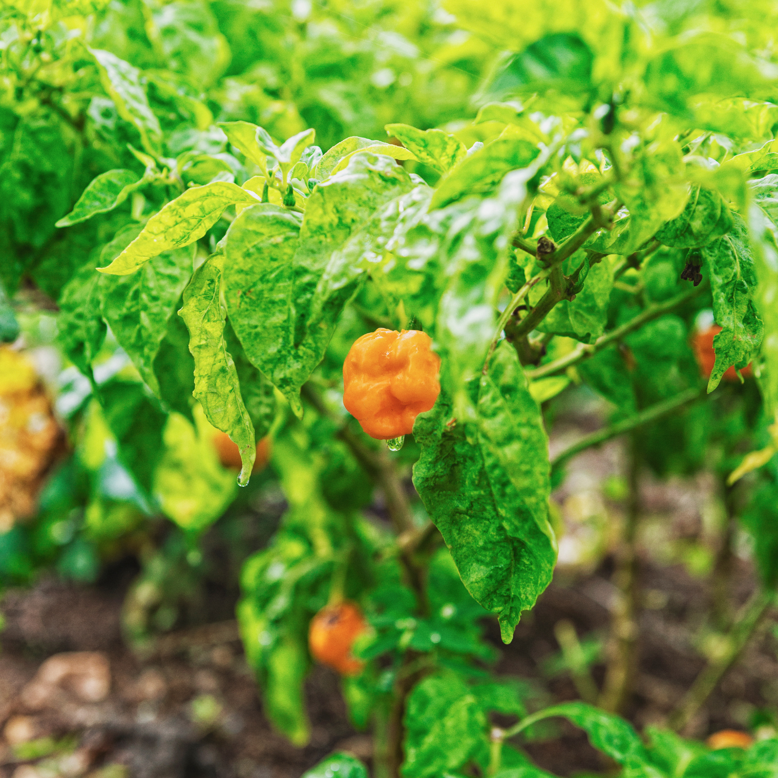 Poly Tunnel Green Field
