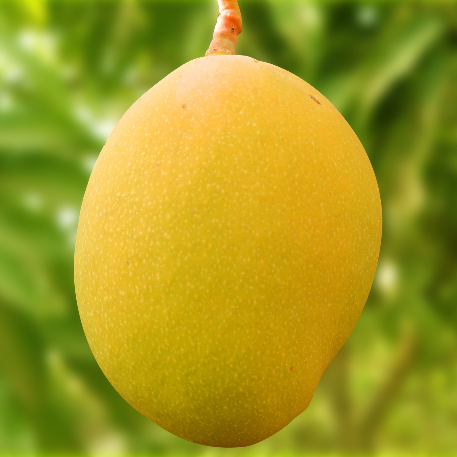 Tom EJC Mangoes