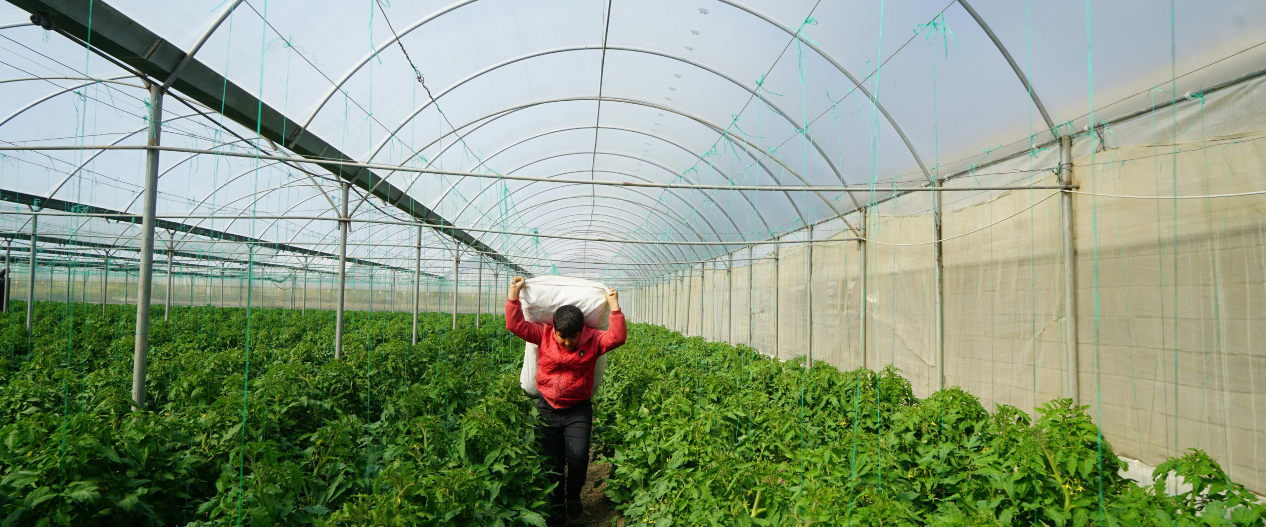 Sustainable Modern Agriculture Formations