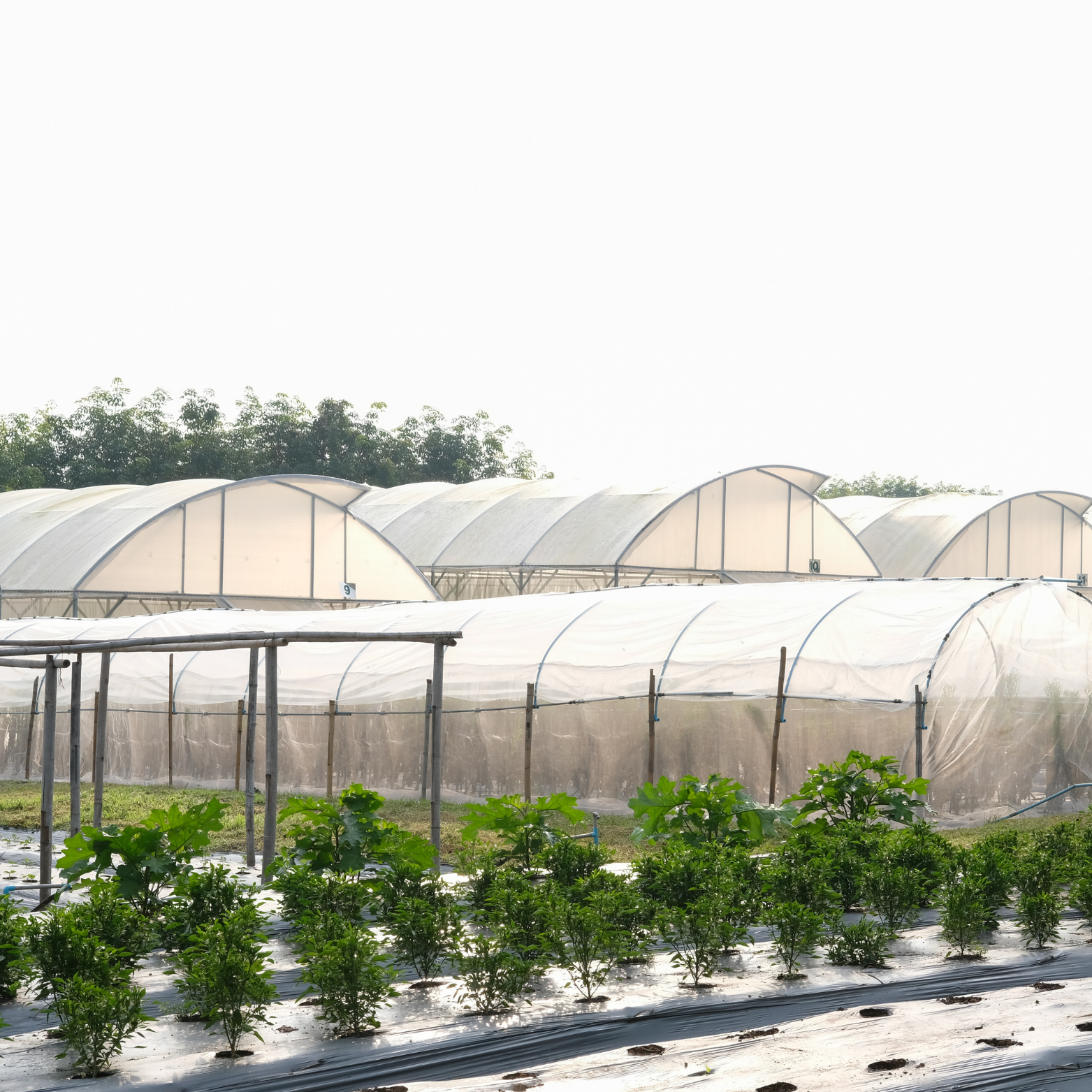 Modern Smart Greenhouse Structure